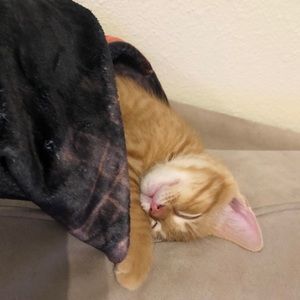 Meet your Posher, Anna